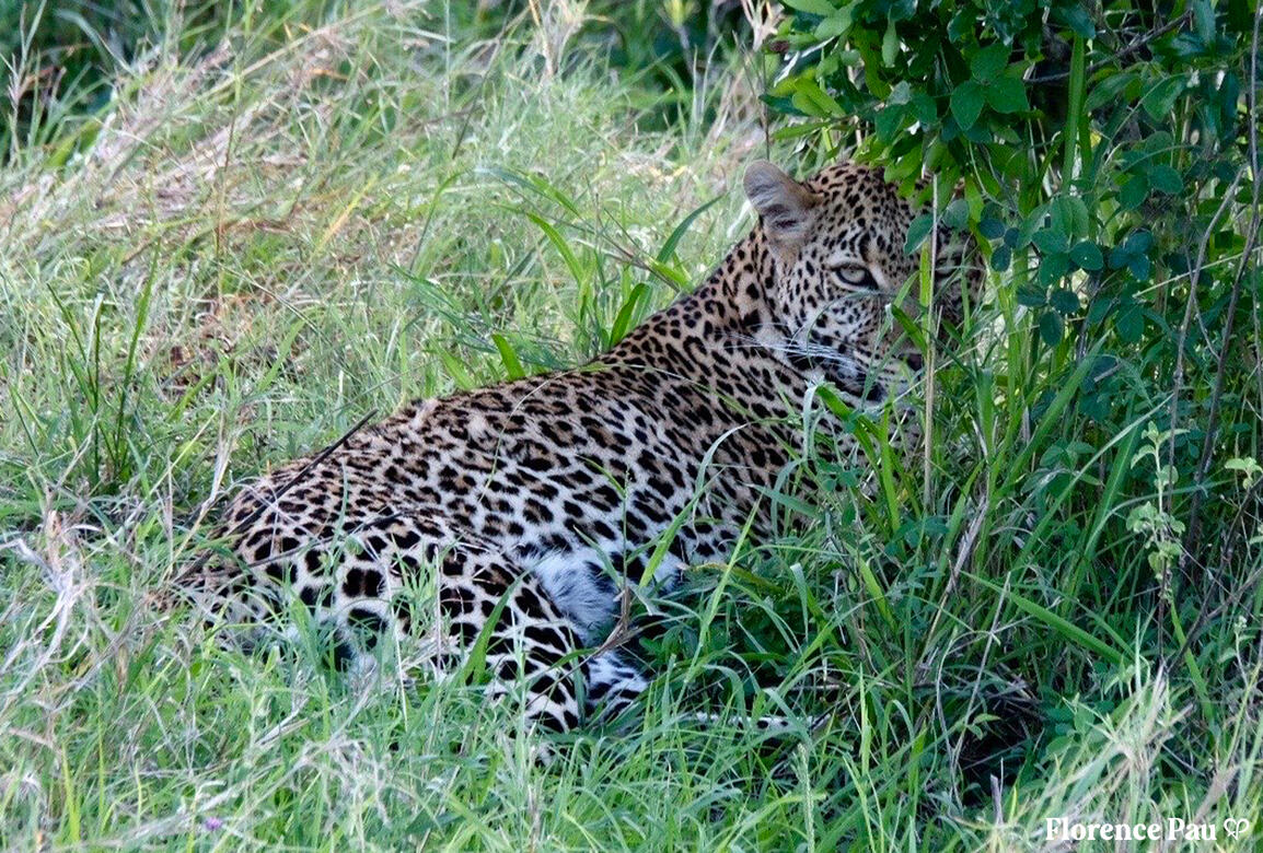 Leopard - Kenya