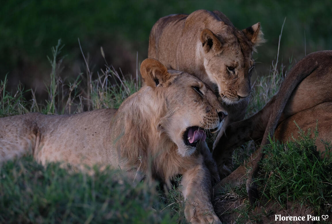 Lions - Kenya